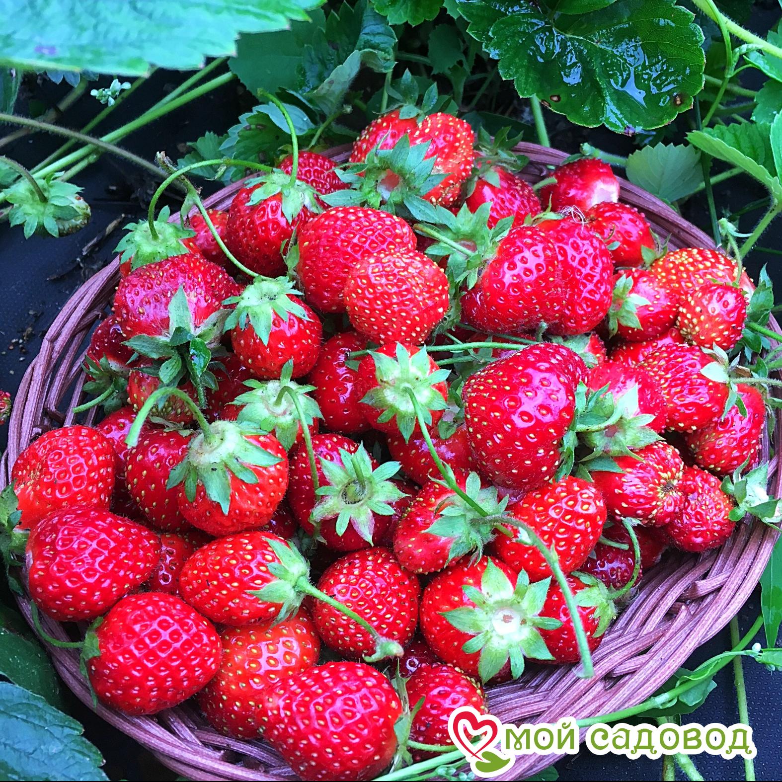 Клубника Зенга Зенгана (Высокоурожайный сорт)