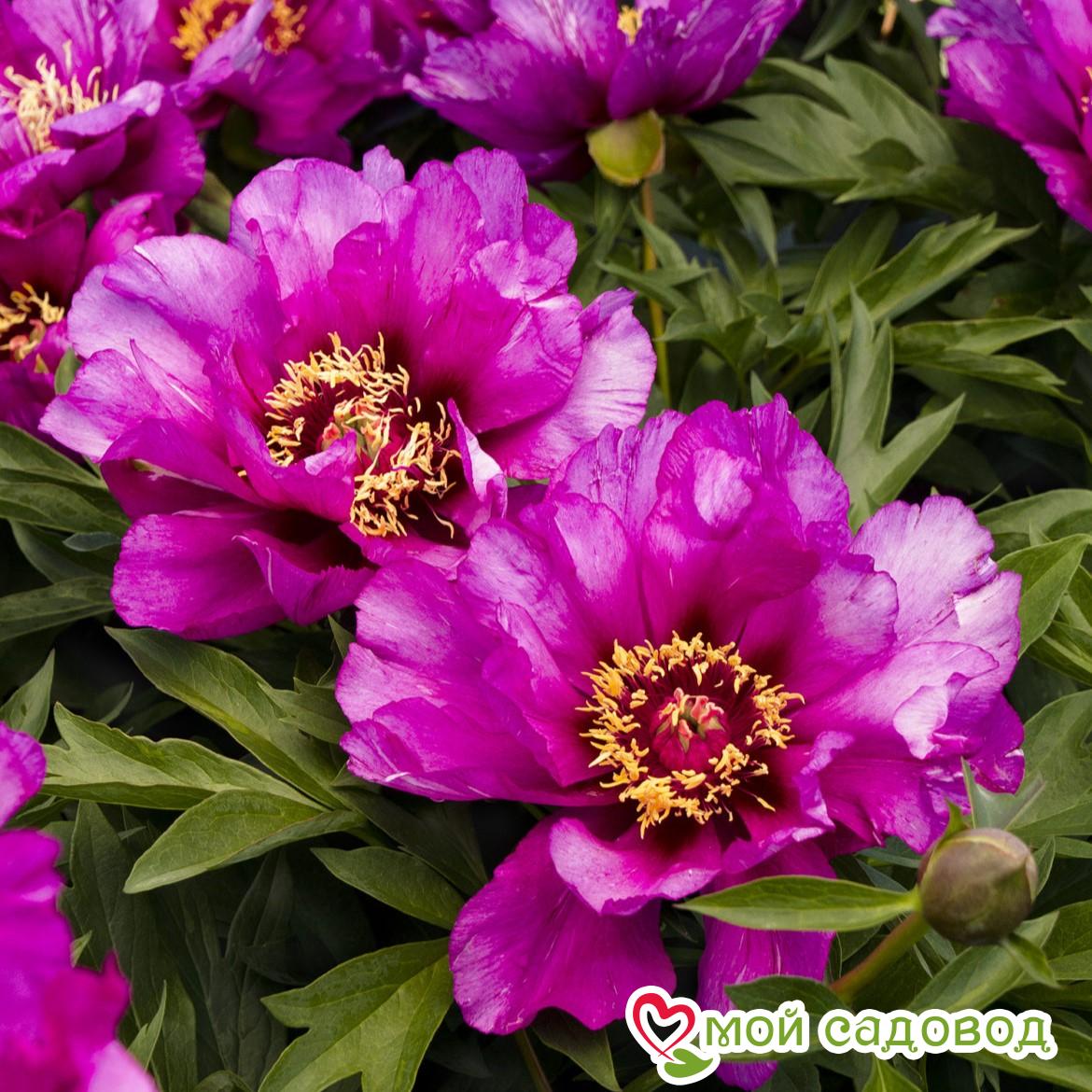 Пион ито-гибрид Монинг Лилак